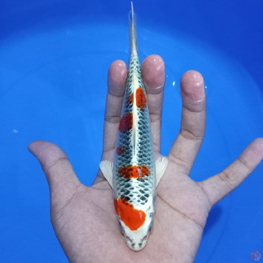 *BABY KUJAKU//17 CM*