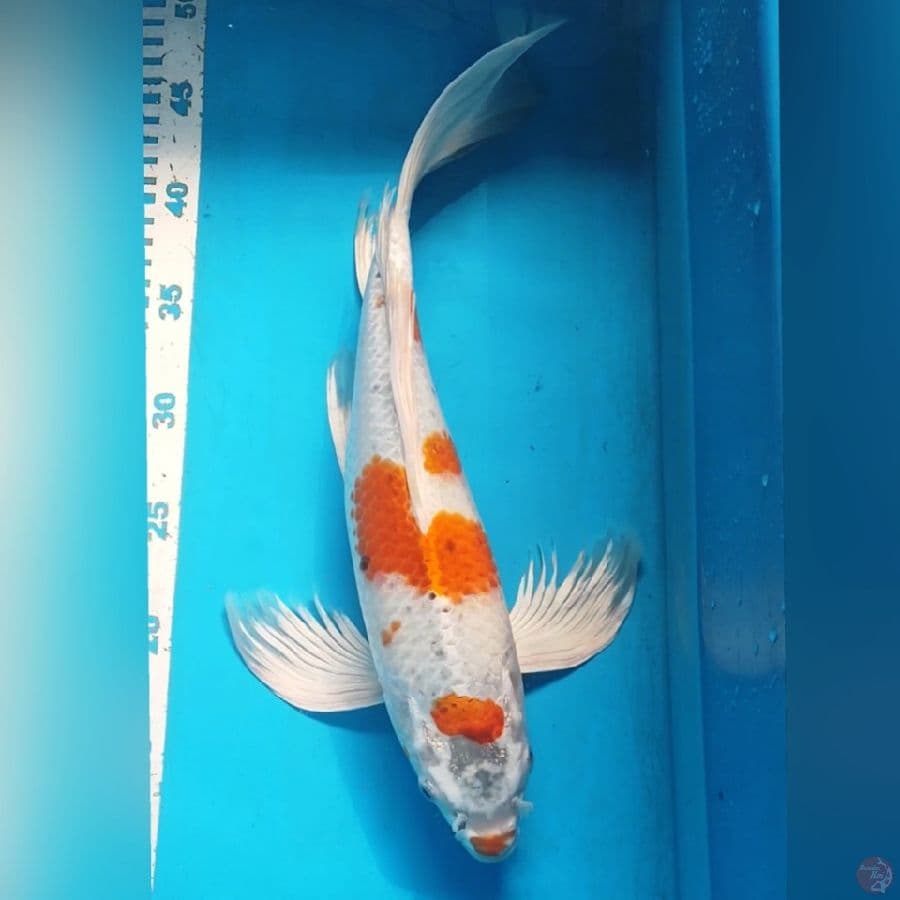 KUMPAY KOHAKU 38CM