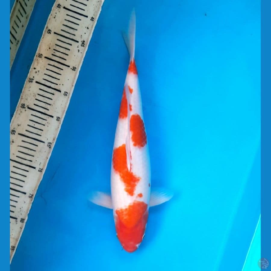 Kohaku 42cm Female