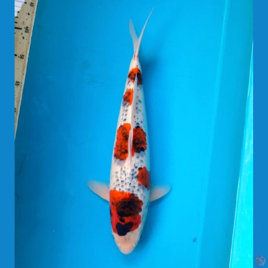 Goshiki 44cm Female