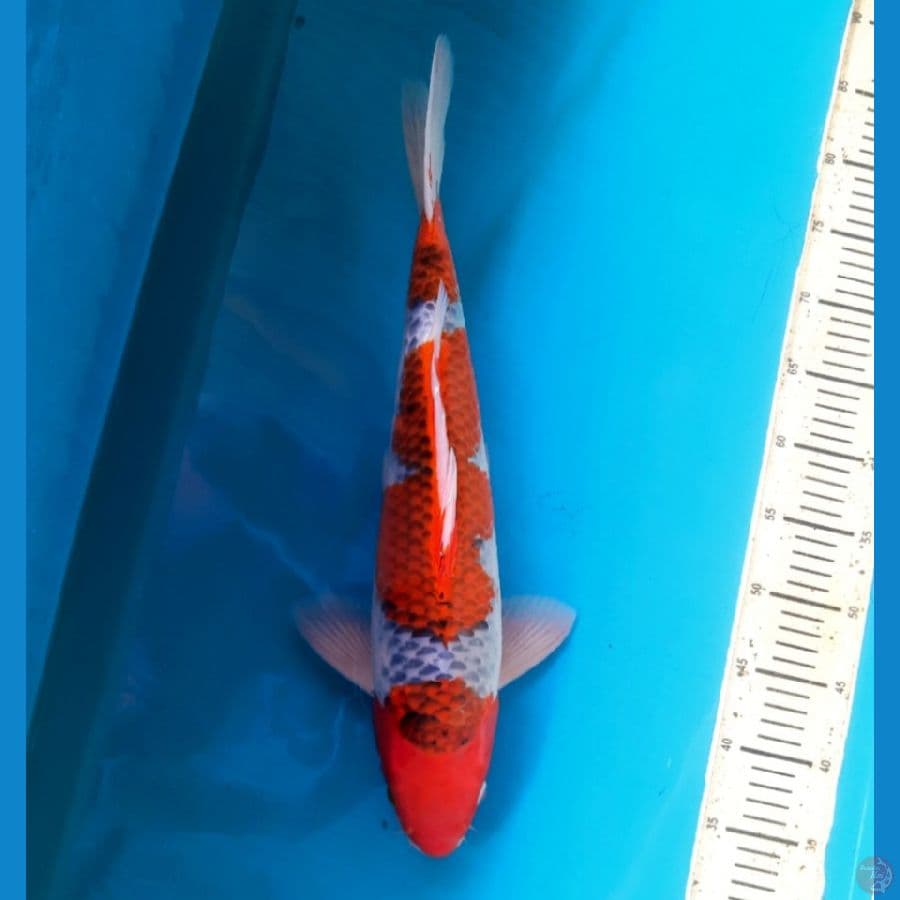 Goshiki racing 46cm Male