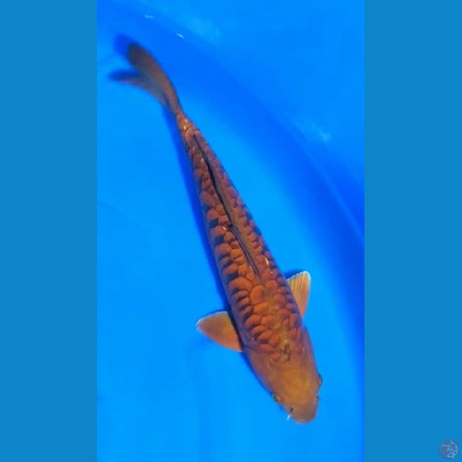 CHAGOI FULL ARAGOKE 45CM