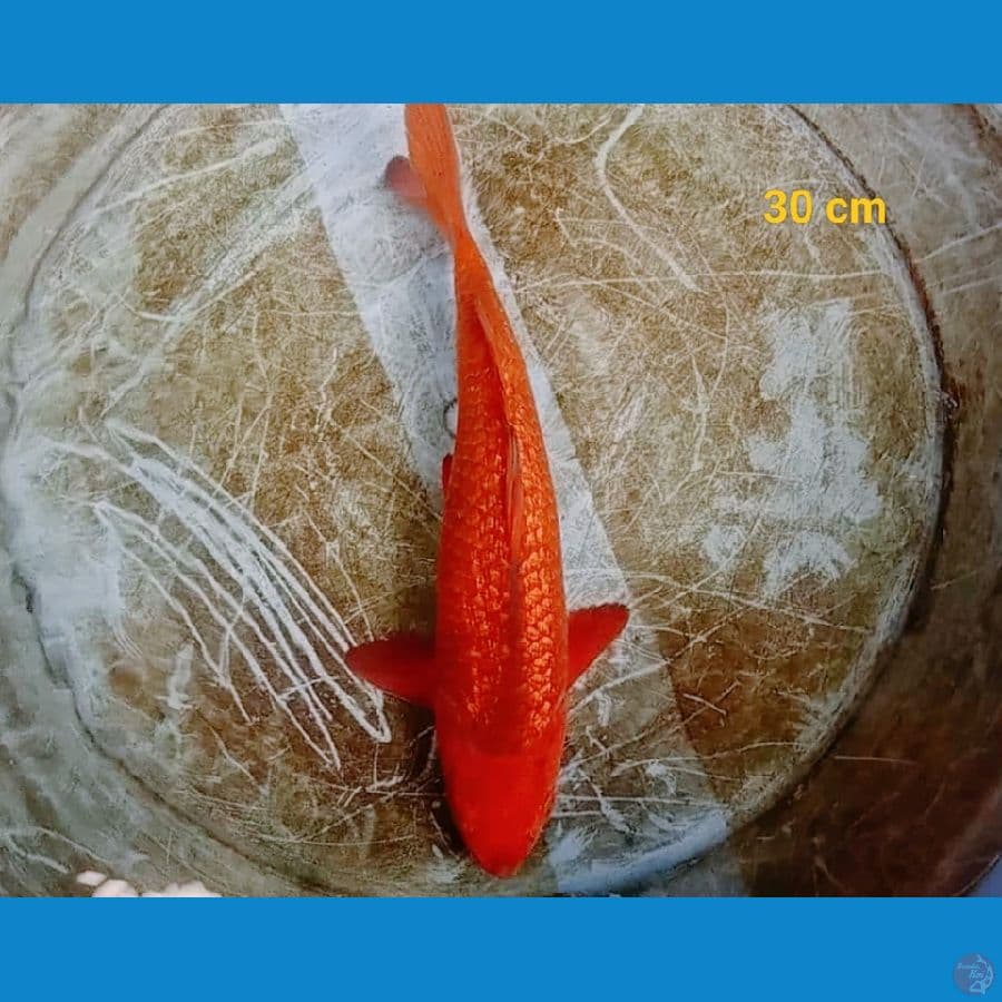 F1 Caramel Jantan 30 cm
