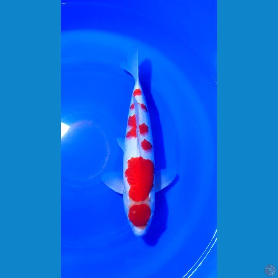 KOHAKU MARUTEN 40CM