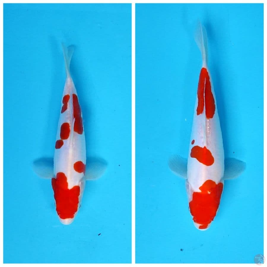 original doitsu murni _22 cm