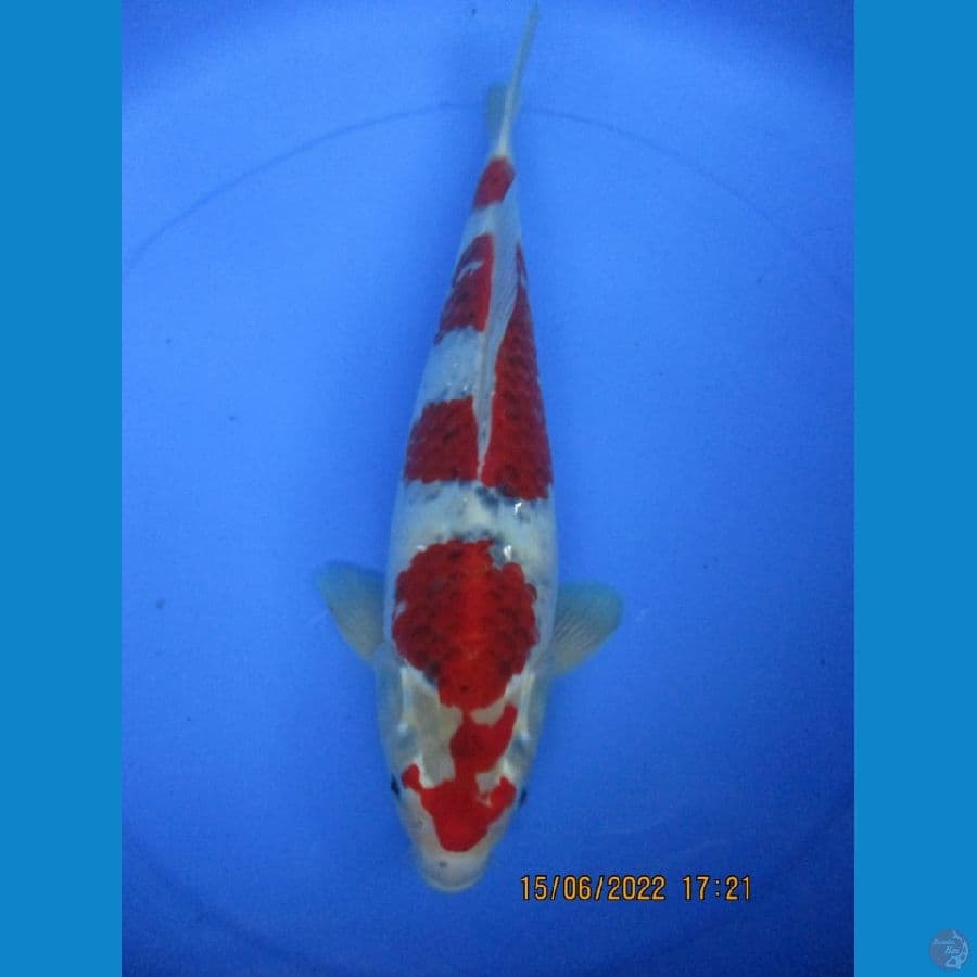 MKC KOI GRUB