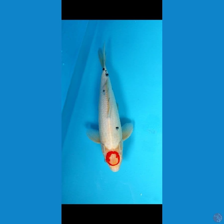 tanco _37 cm