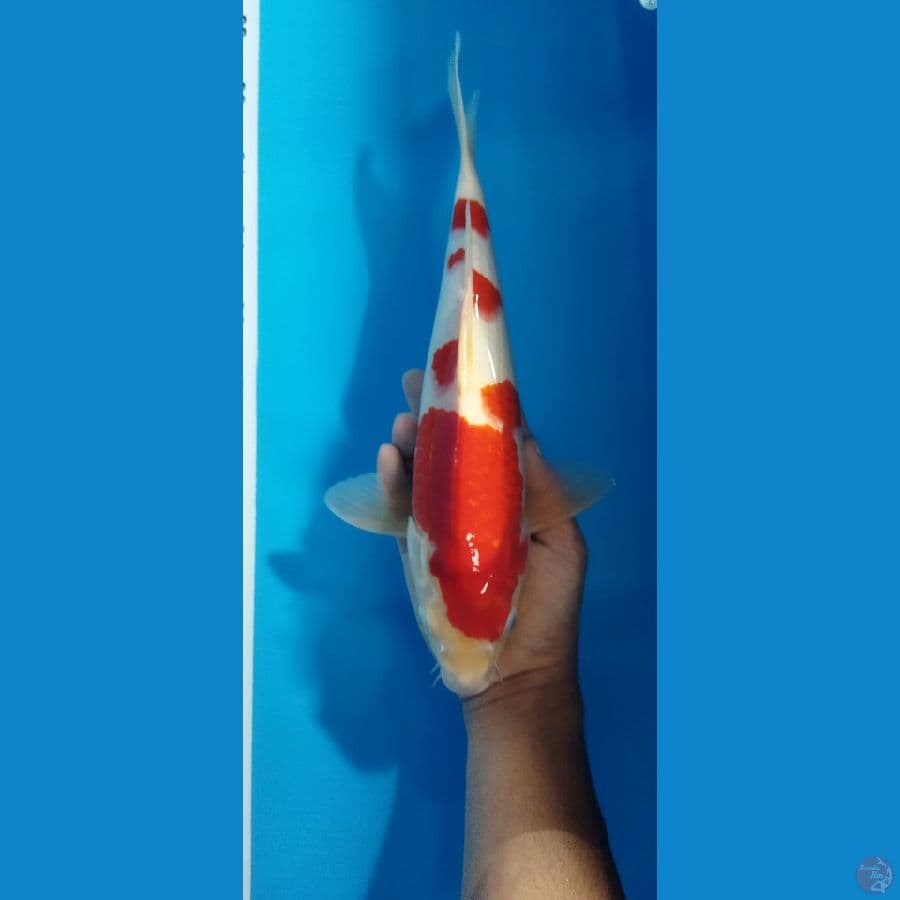 KOHAKU 35CM