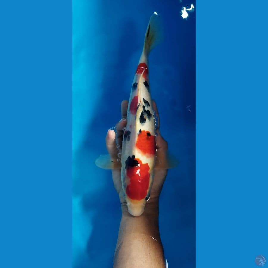 SANKE 32CM