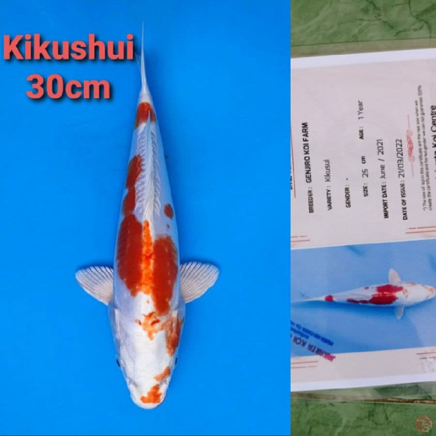 GENJIRO KIKUSHUI 30CM