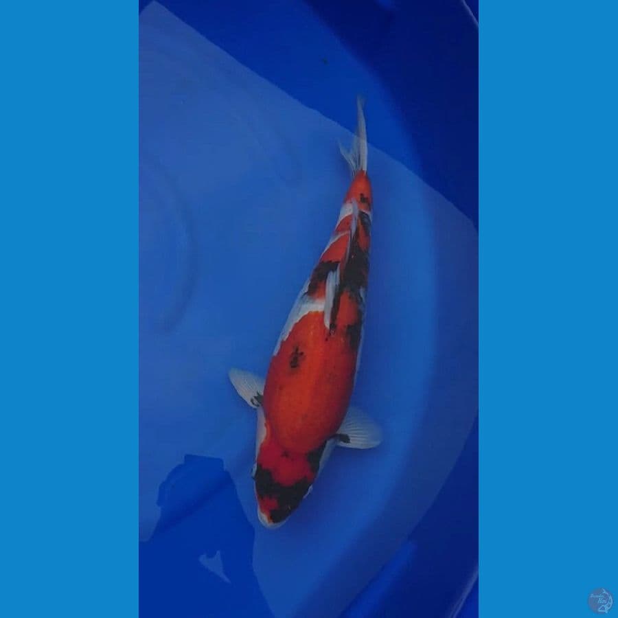 Super Bulky Showa // Female 48cm