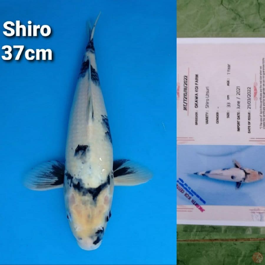 OKAWA SHIRO 37CM