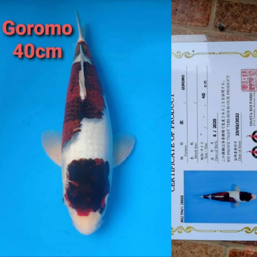 OGATA GOROMO 40CM