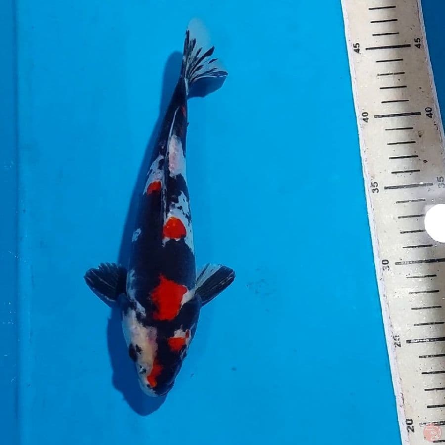 SHOWA DOITSU 24 CM