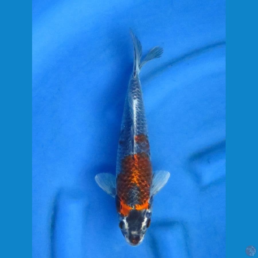 29 cm - Kogane Ochiba