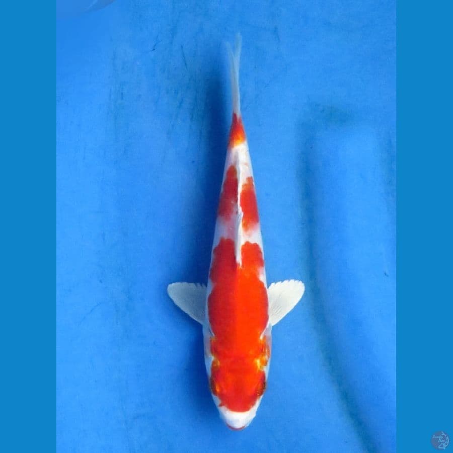 20cm - Kinkhusui