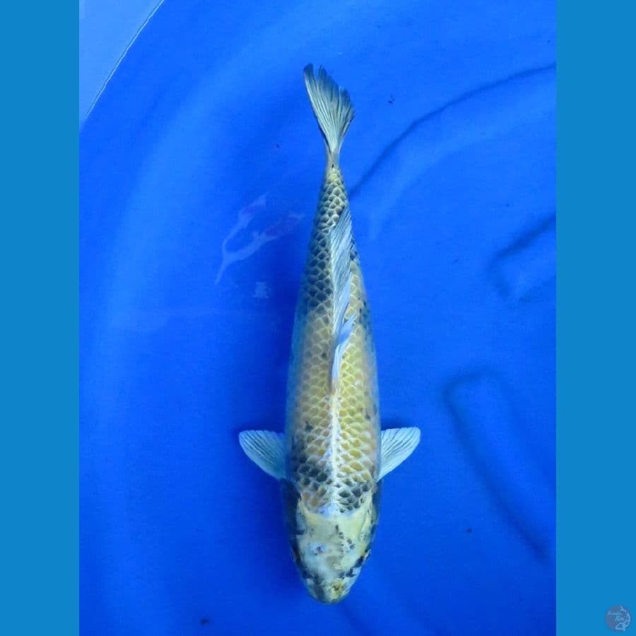 42cm - Kin Utsuri