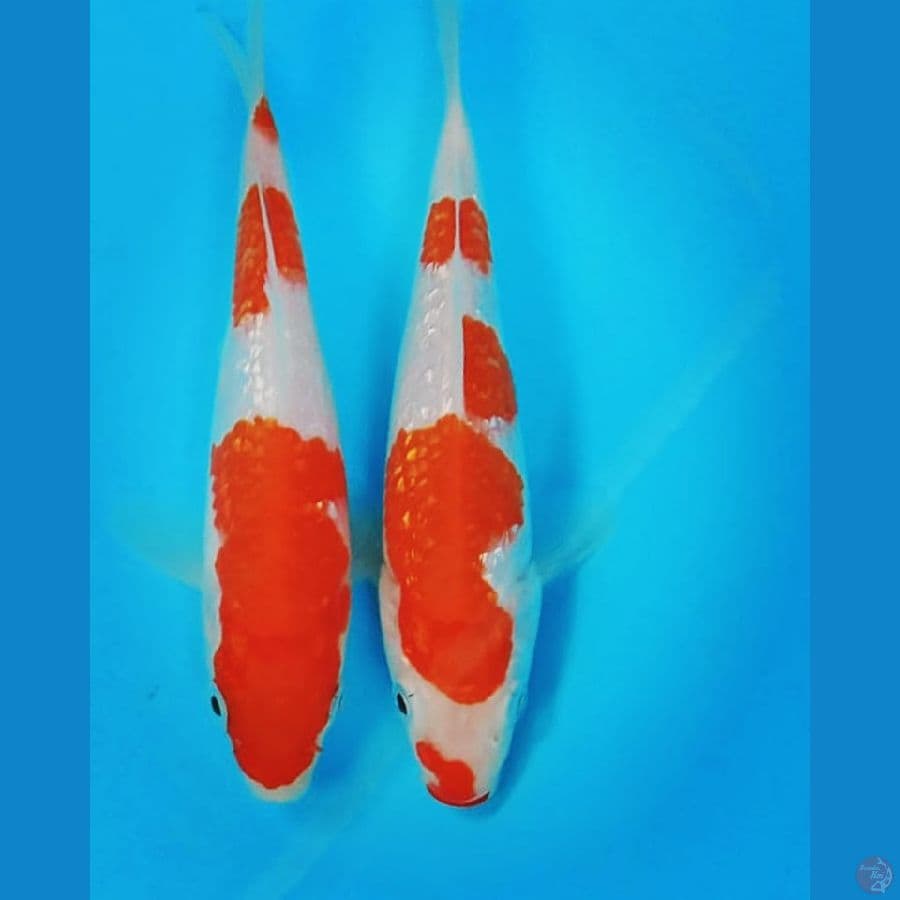 kohaku gindrin