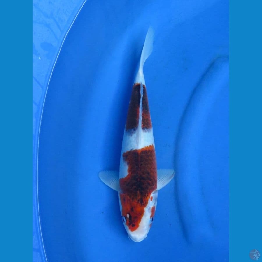 32cm - Goromo