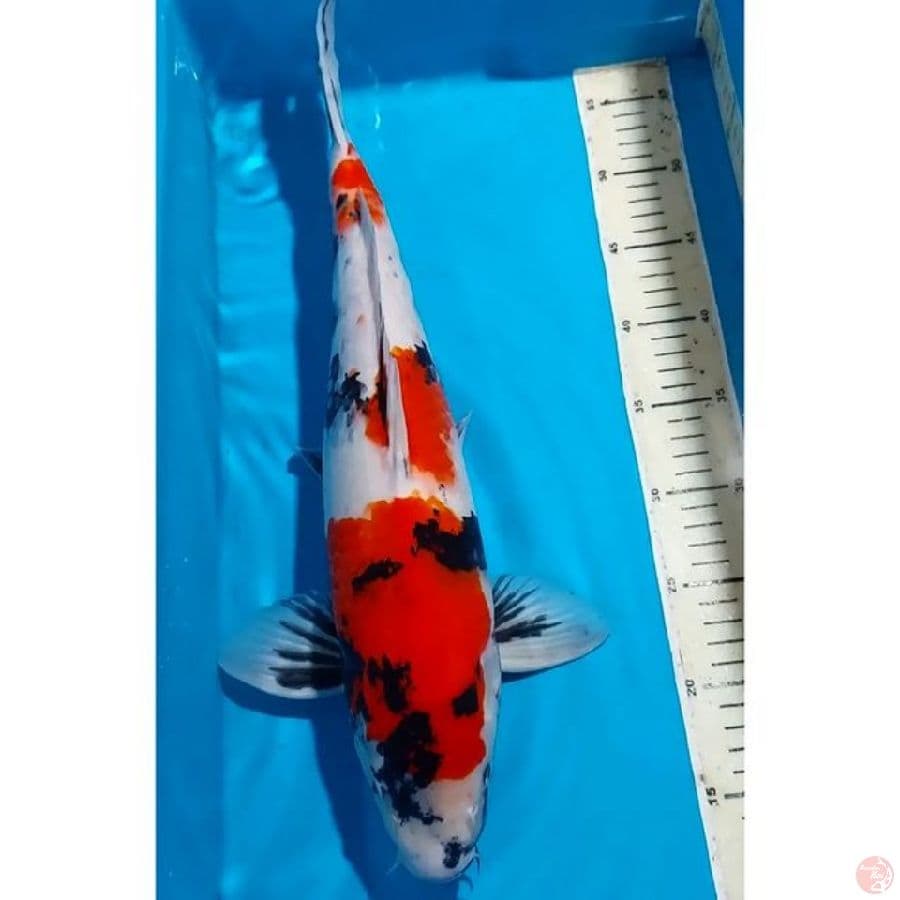 SHOWA 46 CM JANTAN