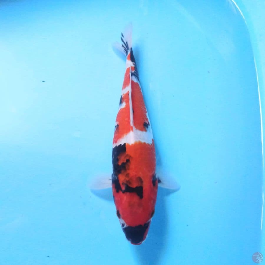 Showa F1 Isa 31cm