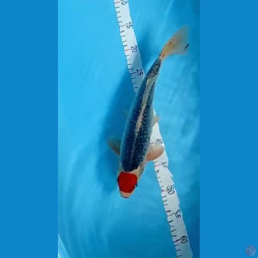 TANCHO GOSHIKI 35CM