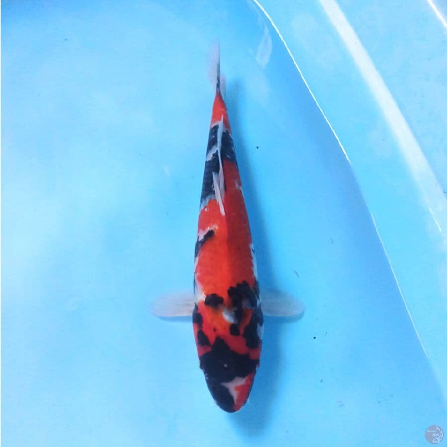 Showa F1 Isa 30cm