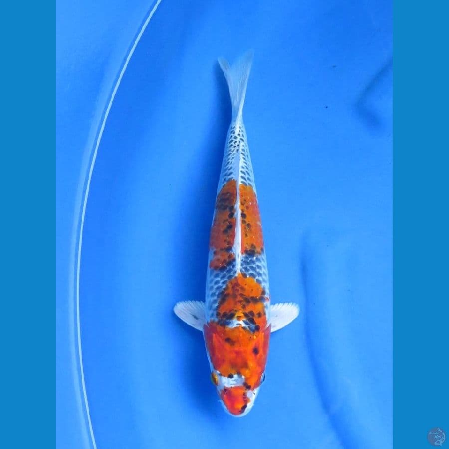 37cm - Beniginga Male