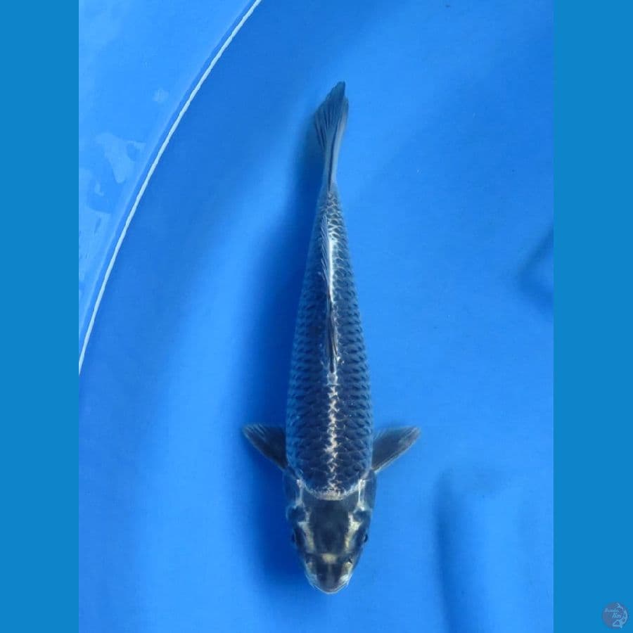 32cm - Black Mukasi