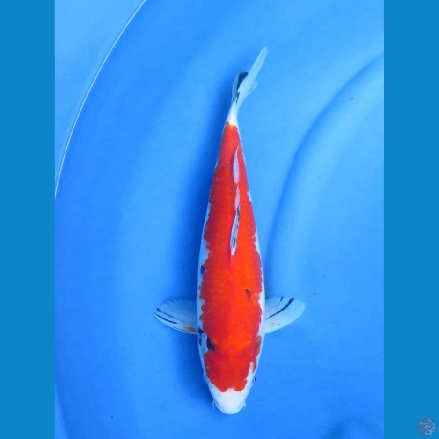 37cm - Aka Sanke Male