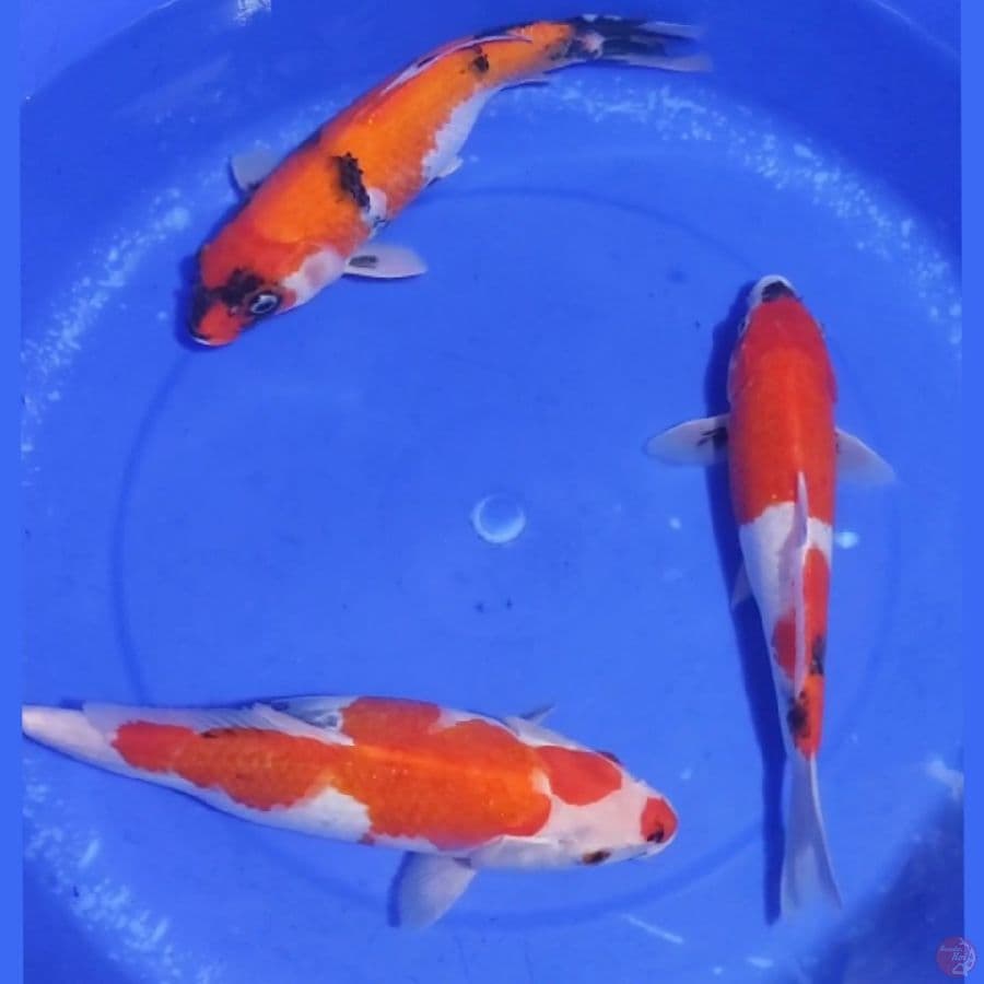 2. PAKET SHOWA TATEGOI 3 EKOR 25-30 CM