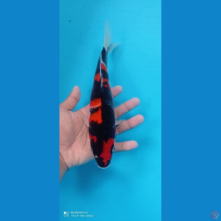 showa 27 cm