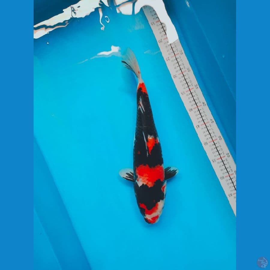 SHOWA 45CM