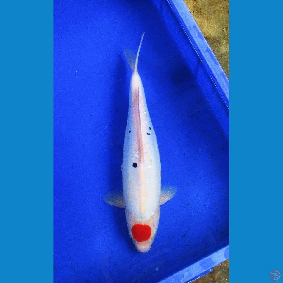 tategoi tancho doitsu ±39cm