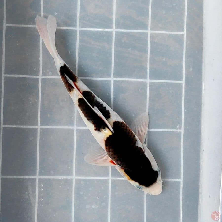 GOROMO 31cm/Fm