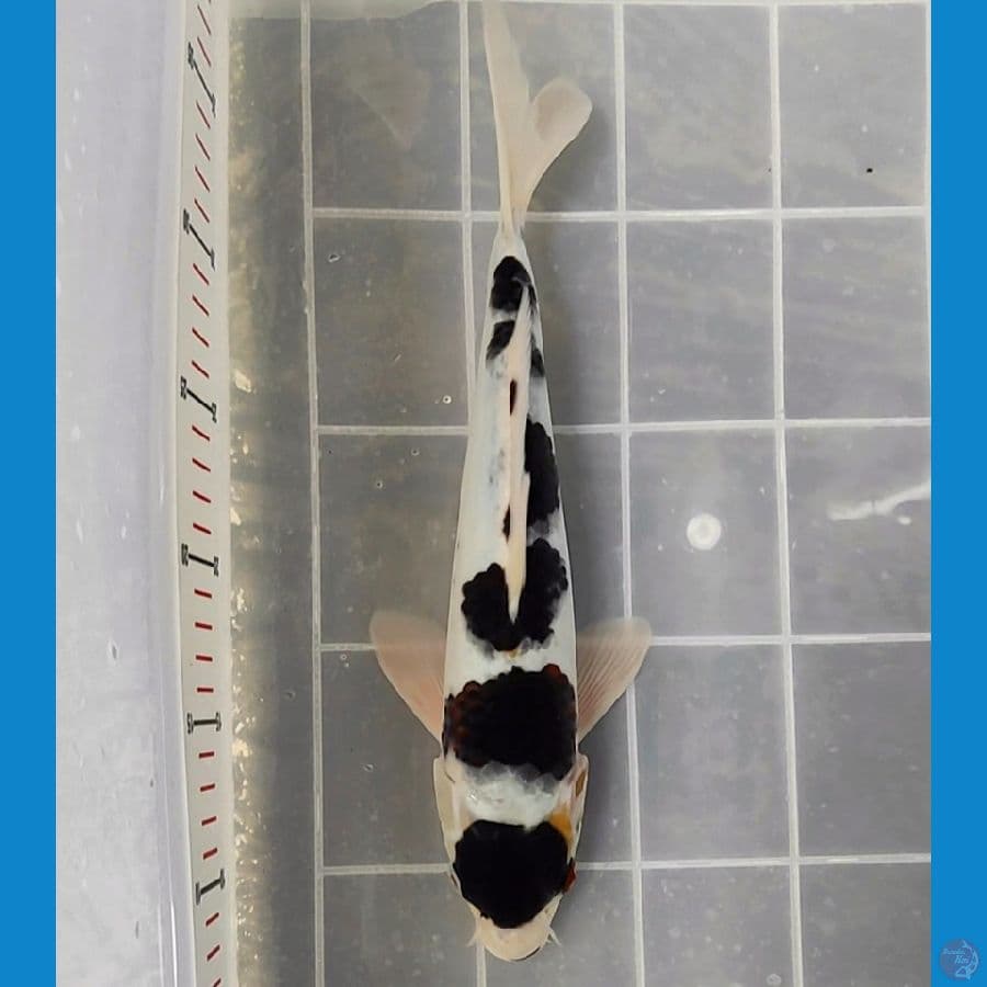MARUTEN BUDO 29cm/Male