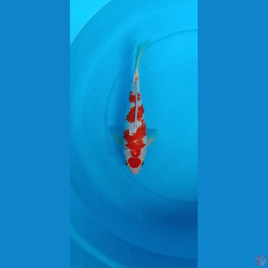 01. •Maruten Kohaku Kanoko Gindrin Punuk Onta // Male30cm