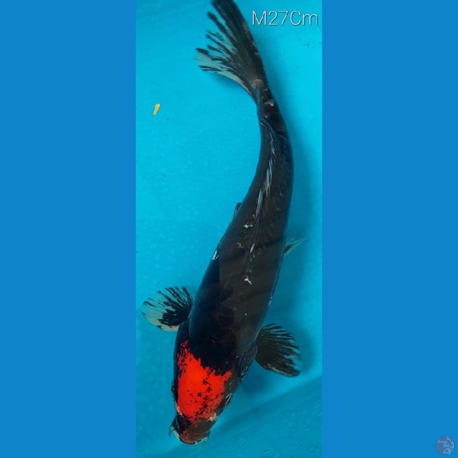 Tancho Beni Kumon M27Cm