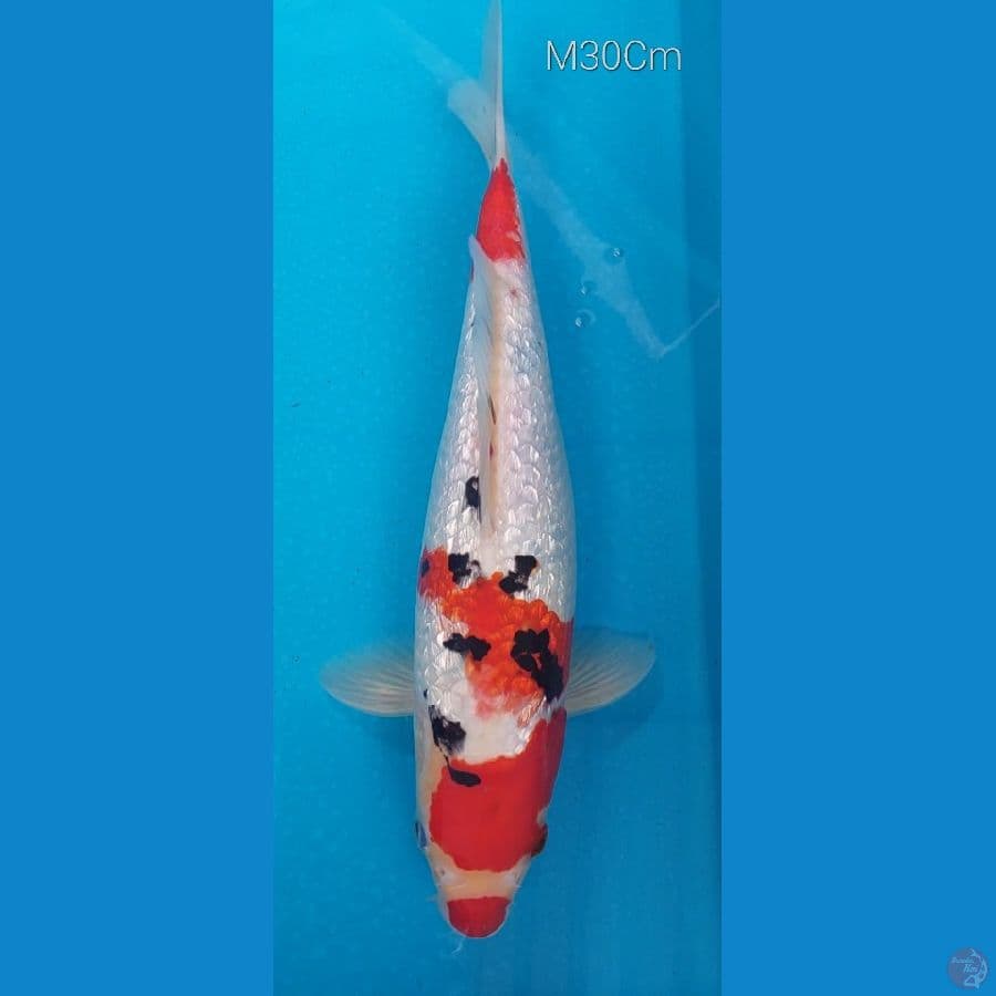 Sanke Ginrin M30Cm
