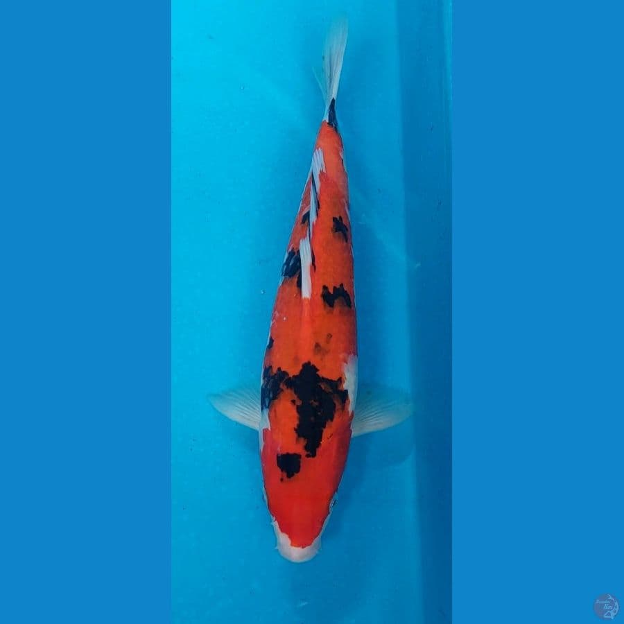 Hi Sanke M30Cm