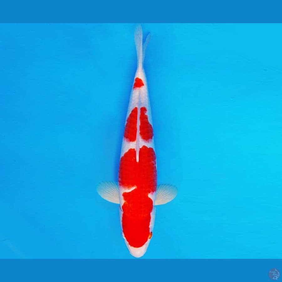 AMATERASU 3 ~ KOHAKU 33 cm/male ™