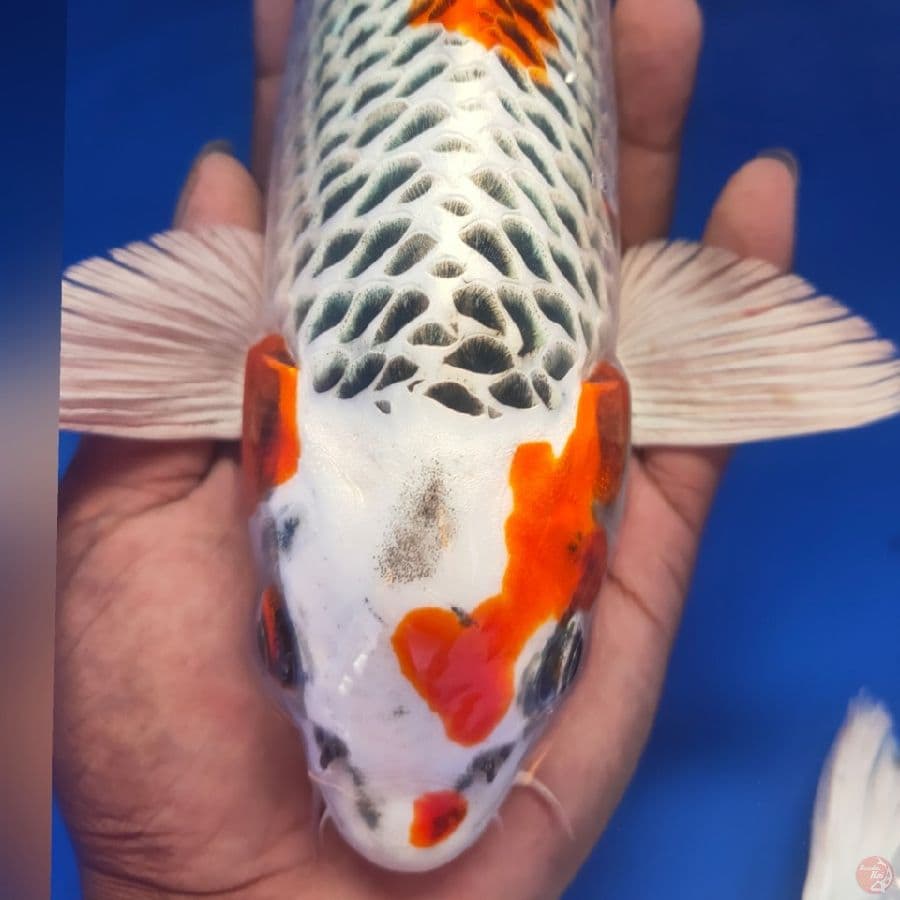KOJAKU 32CM