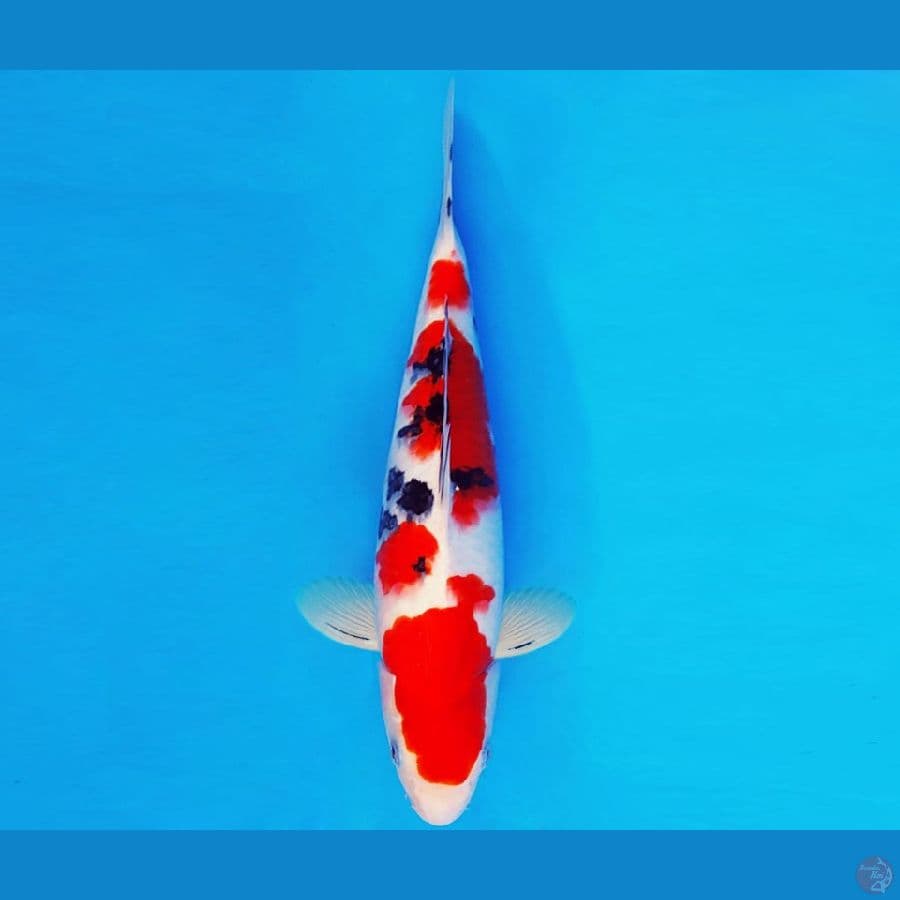 AMATERASU 4 ~ SANKE 32 cm/male ™