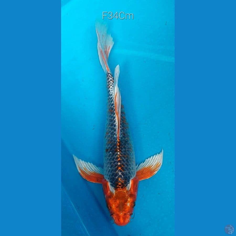 Kujaku Butterfly F34Cm