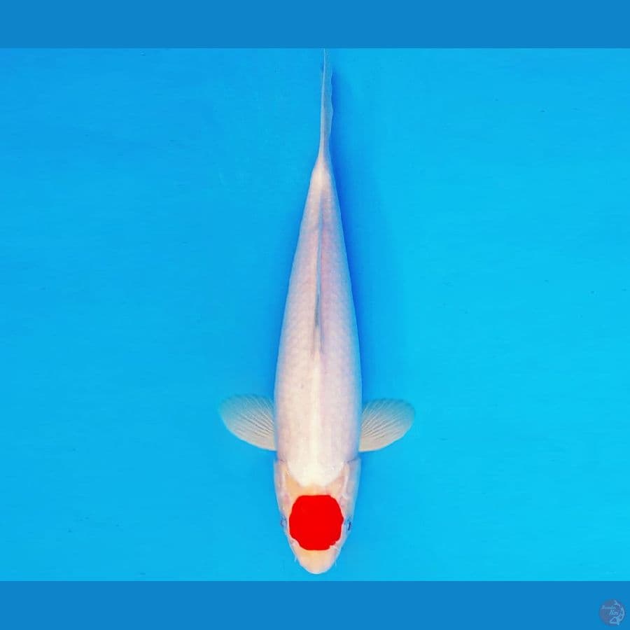 AMATERASU 14 ~ TANCHO SANKE 29 cm/fm ™