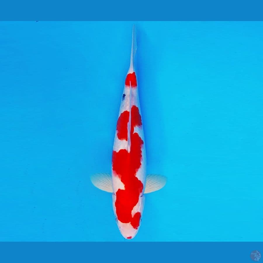AMATERASU 15 ~ SANKE 29 cm/male ™