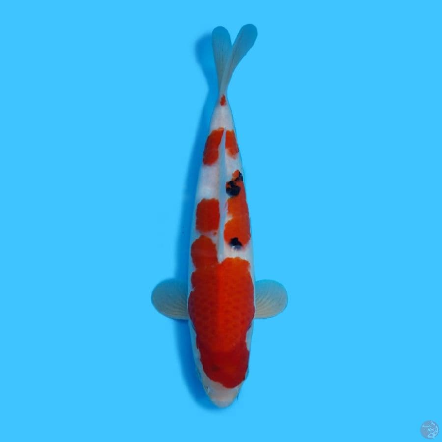 SANKE 32CM - FEMALE