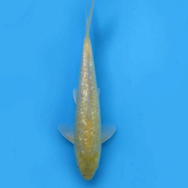 Karashi ginrin 29 cm