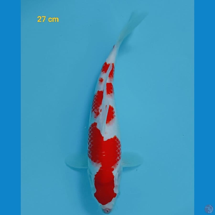 Kohaku strong 27 cm