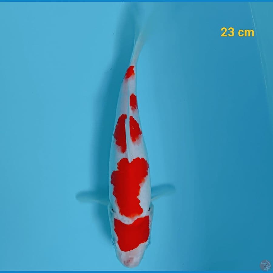Kohaku strong 23 cm